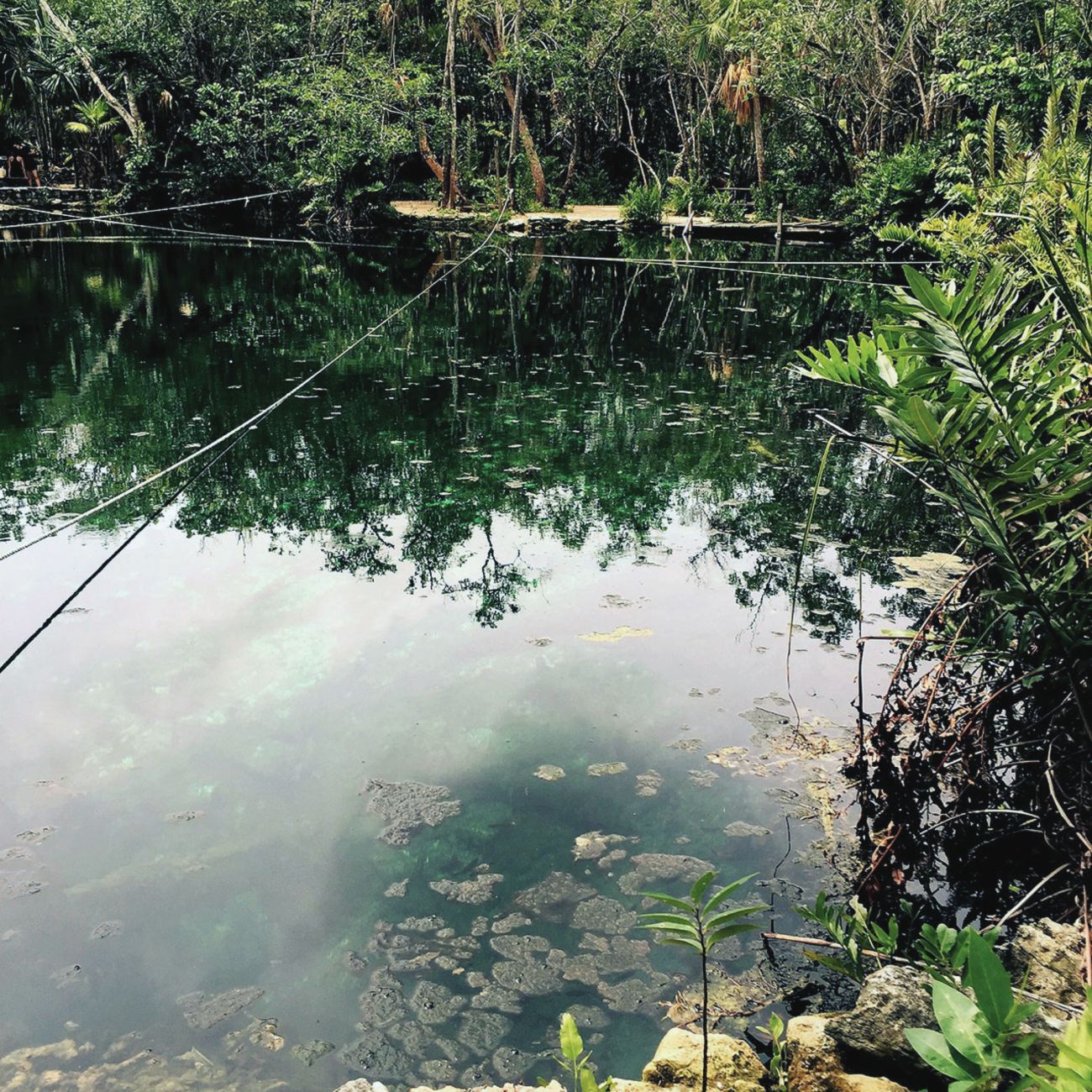 Cenotes